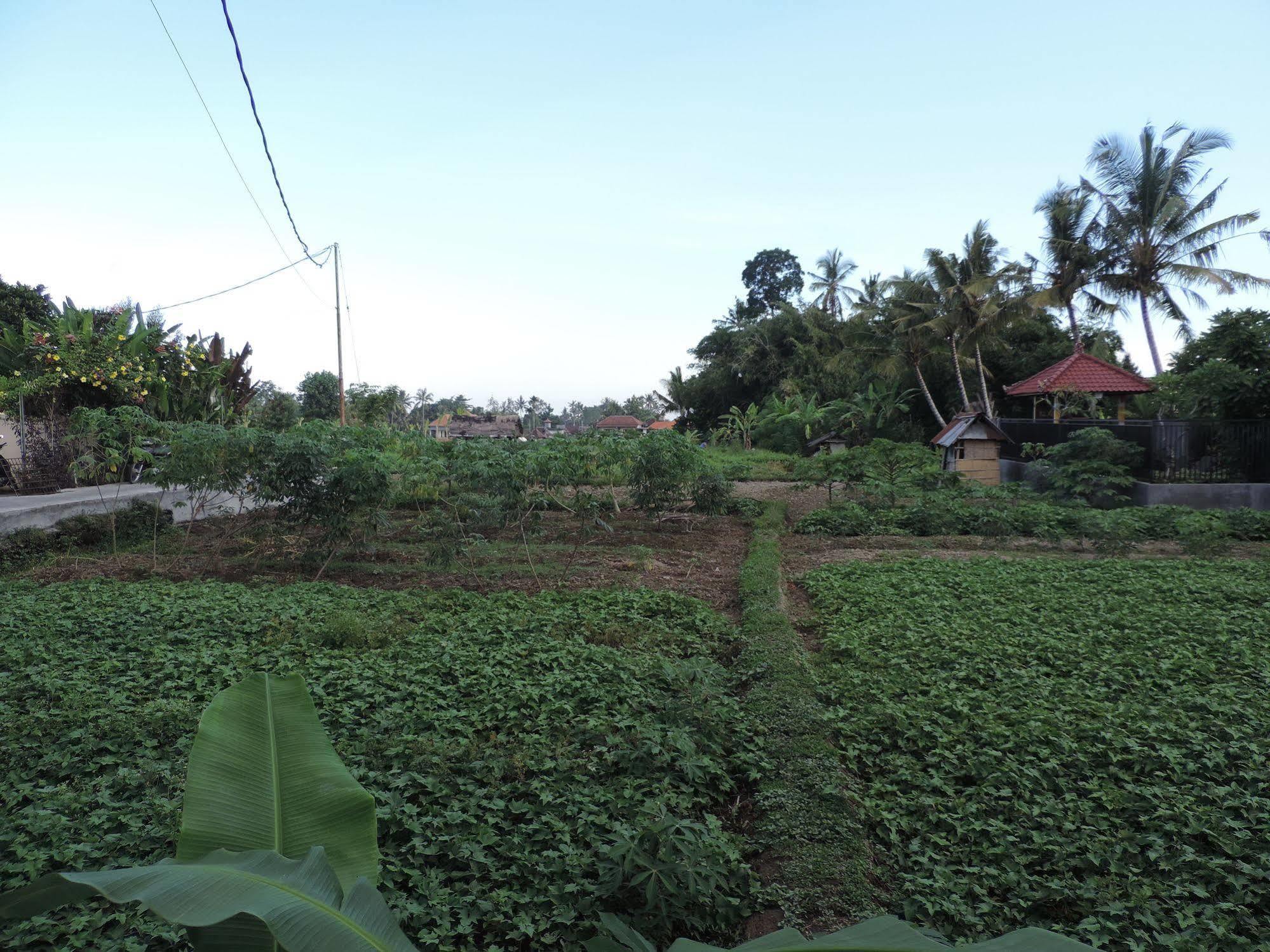 Duana'S Homestay Ubud Exterior foto